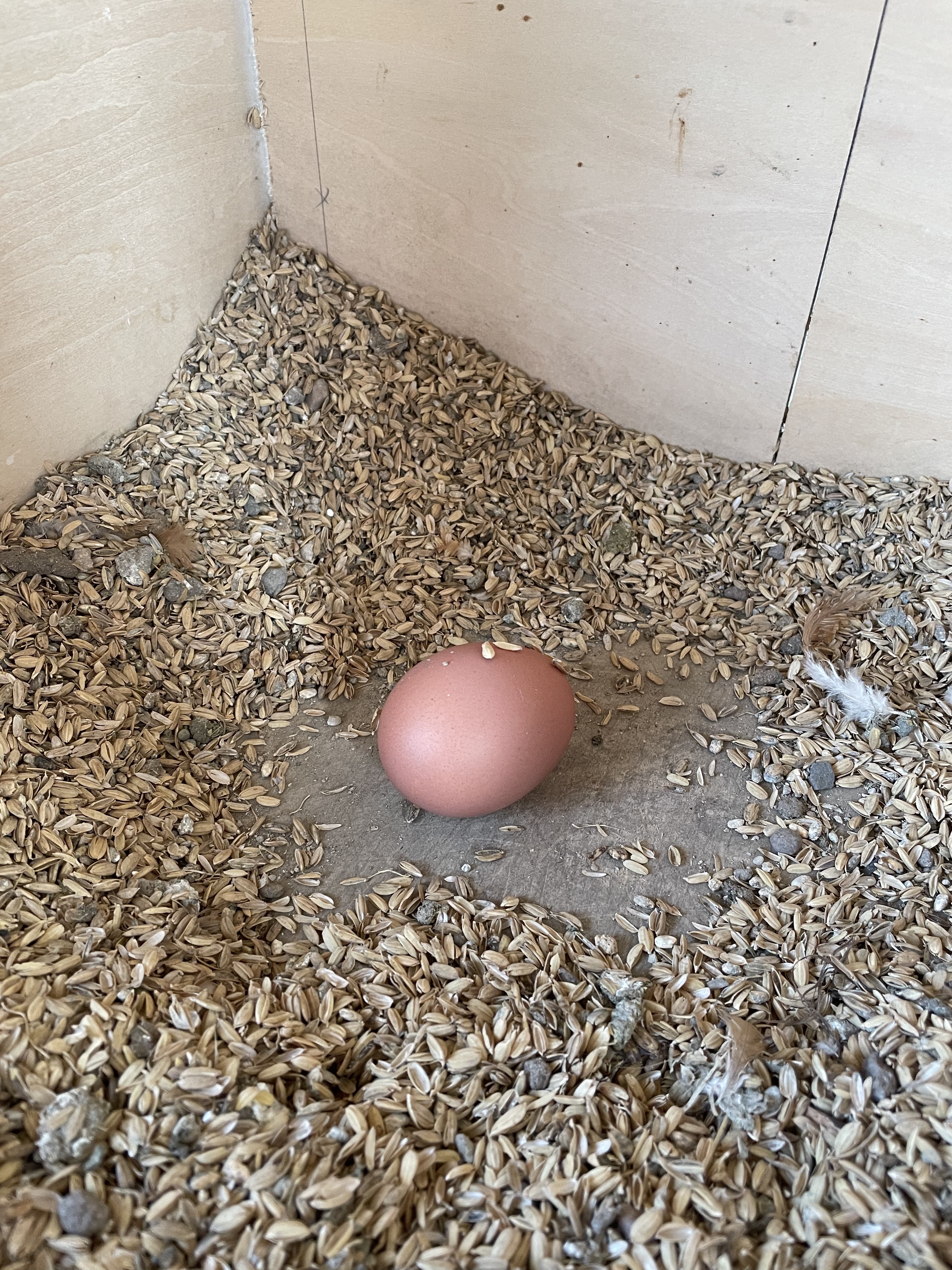 産卵箱の卵